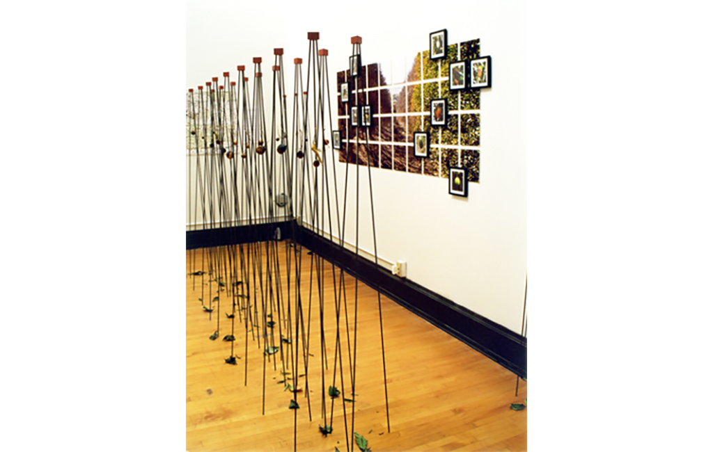 orange grove project